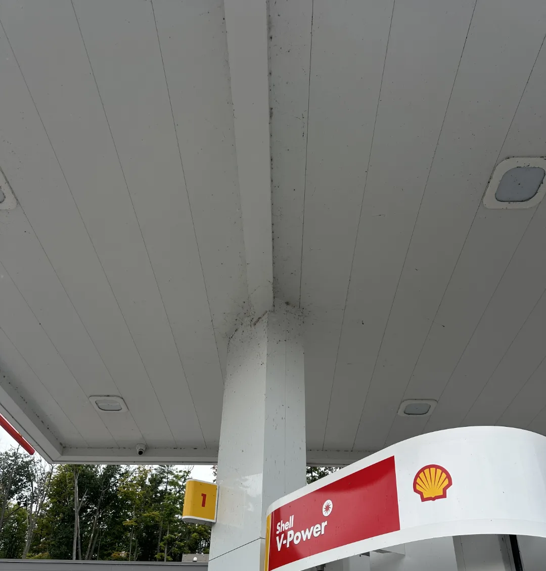 Canopy, before cleaning